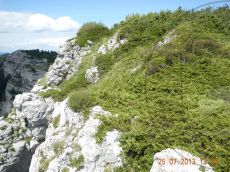 Juniperus-sabina_Черногор_стация